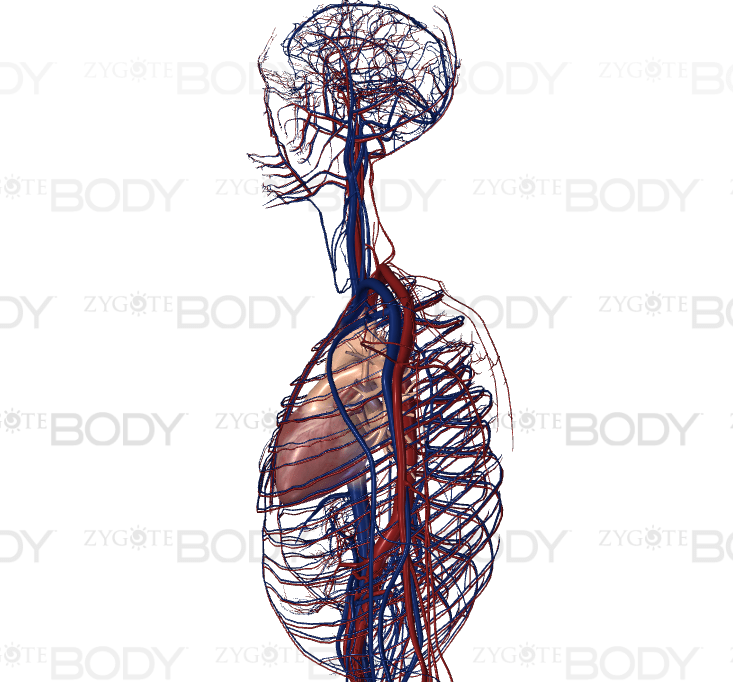 Belajar Anatomi manusia Secara 3 Dimensi